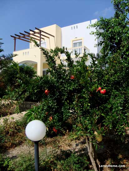 pomegranate trees in the gardens